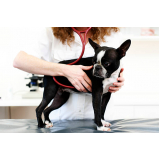 exame cardiológico em cachorro Baldeador