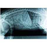 exame de raio x para cachorro Balneário Bambui