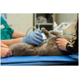 exame de raio x para gatos Camburí