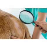 exame de raspado de pele em cães Cavaleiros