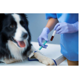exame de sangue canino preço Bom Jardim