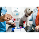 exame de sangue canino Chácara Inoa