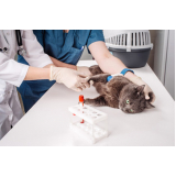 exame de sangue de gato preço Costa do Sol