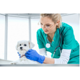 exame de sangue em cachorro preço Barroco