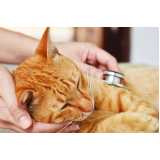 exame de sangue em gato preço Costa Verde