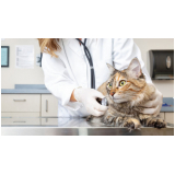 exame de sangue em gato Caju