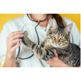 exame de sangue em gatos preço Balneário Remanso