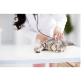 exame de sangue em gatos Cantagalo