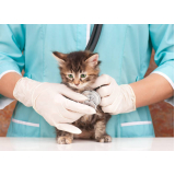 exame de sangue gato preço Cantagalo