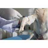 exame de sangue para cachorro preço Cidade Beira Mar