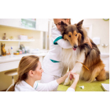 exame de sangue para cachorro Costa Verde