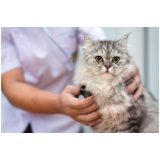 exame de toxoplasmose no gato Camburí