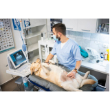 exame de ultrassom abdominal cão valor Parque Turf Club