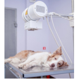 exame de ultrassom abdominal para cachorro Parque Santo Antônio