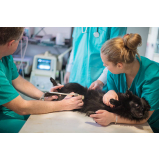 exame de ultrassom para cachorro Camboinhas