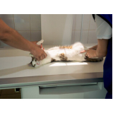 exame de ultrassom para gato A