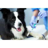 exame de urina cachorro preço Barroco