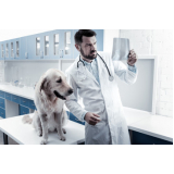 exame de urina em cães preço São Domingos