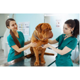 exame de urina em cães Bairro da Glória