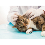 exame toxoplasmose em gato Parque Rosário