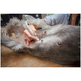Exame de Ultrassom Abdominal para Cachorro Rio das Ostras