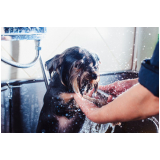 hidratação para cachorro shih tzu Balneário Bambui