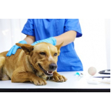onde faz exame de sangue em cachorro Itaipuacu