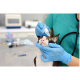 onde faz exame de sangue em gatos Caxito Pequeno