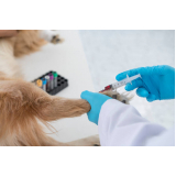 onde faz exame de sangue para cachorro Costa Verde
