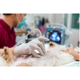 onde faz exame de ultrassom abdominal cão Parque Santo Amaro