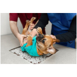 onde faz exame de ultrassom abdominal para cachorro Maria Turri