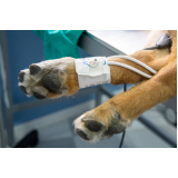 onde fazer cirurgia castração cachorro Cordeirinho - Ponta Negra