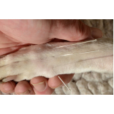 preço de acupuntura em cães Chácara Inoa