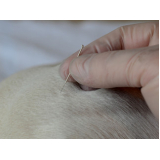 preço de acupuntura para cachorro Chácara Inoa