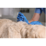 preço de acupuntura para cães e gatos Vila Progresso