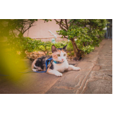 preço de coleira antipulgas para gatos Costa do Sol