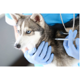 preço de vacina antirrábica canina Barroco