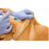 preço de vacina contra raiva cachorro Gragoata