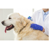 preço de vacina para cachorro filhote Barroco