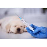 preço de vacina para cachorro Ingá