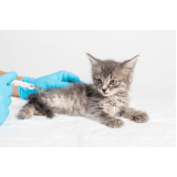 qual o preço de vacina contra raiva para gato Extensão Serramar