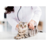 telefone de clínica veterinária de gatos Santa Rosa