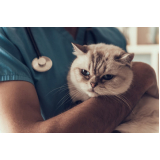 telefone de clínica veterinária especialista em gatos São Marcos
