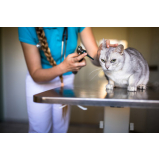 telefone de clínica veterinária especializada em gatos São Lourenço