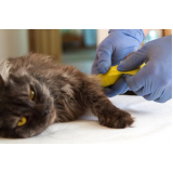 telefone de clínica veterinária para felinos Maria Turri