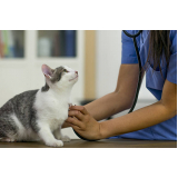 telefone de clínica veterinária para filhote de gatos Maralegre
