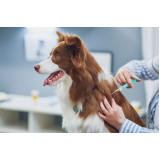 vacina antirrábica cachorro valor Chácara Inoa