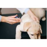 vacina antirrábica cachorro Parque Aeroporto