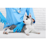 vacina antirrábica canina Jardim Mariléa