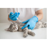 vacina antirrábica gato Bela Vista